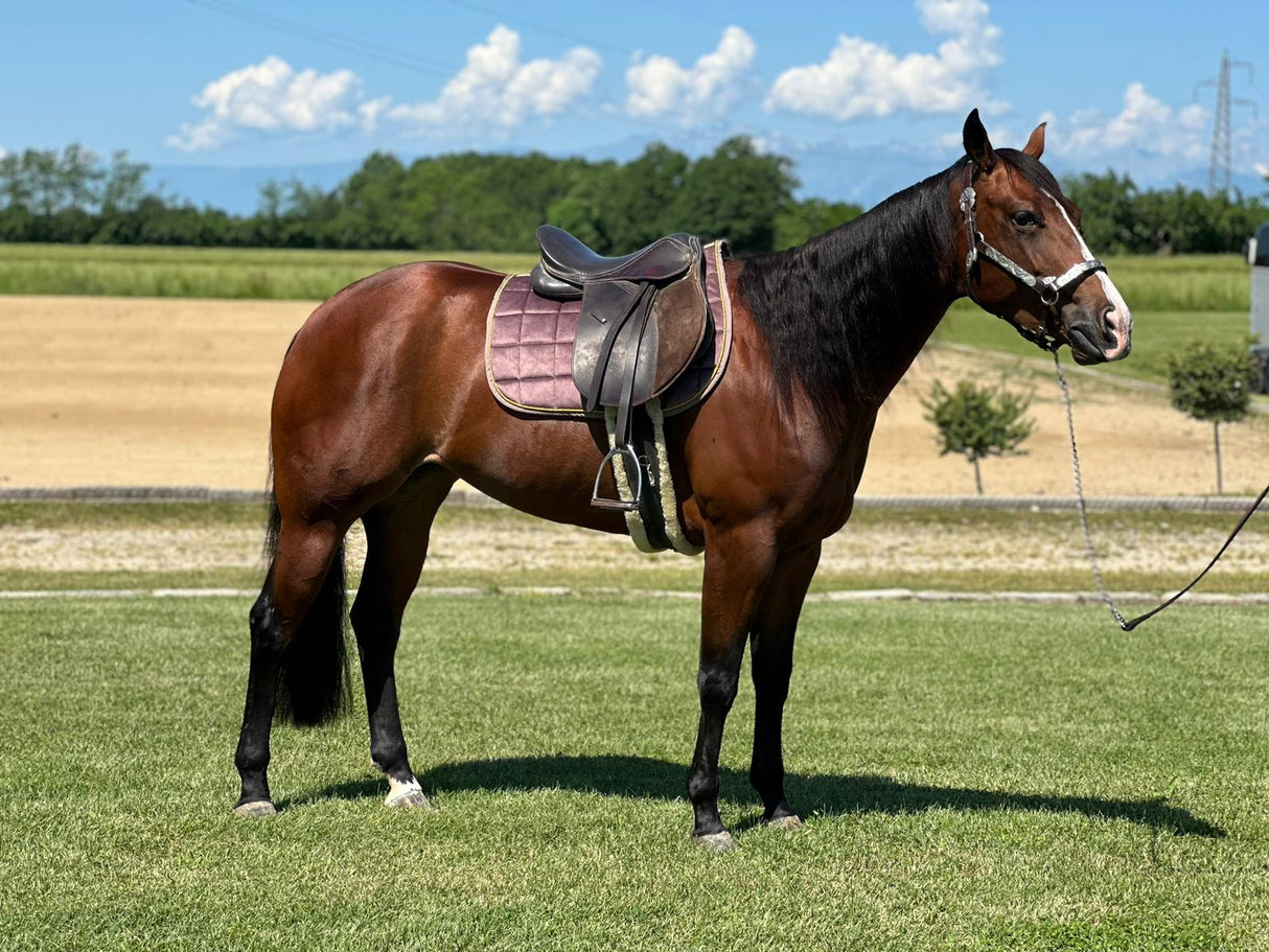 Kit sottosella da salto/dressage IO&TE + Cuffietta anti-mosche FLY AWAY