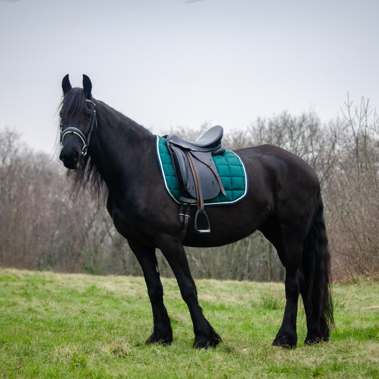 Sottosella dressage FAST