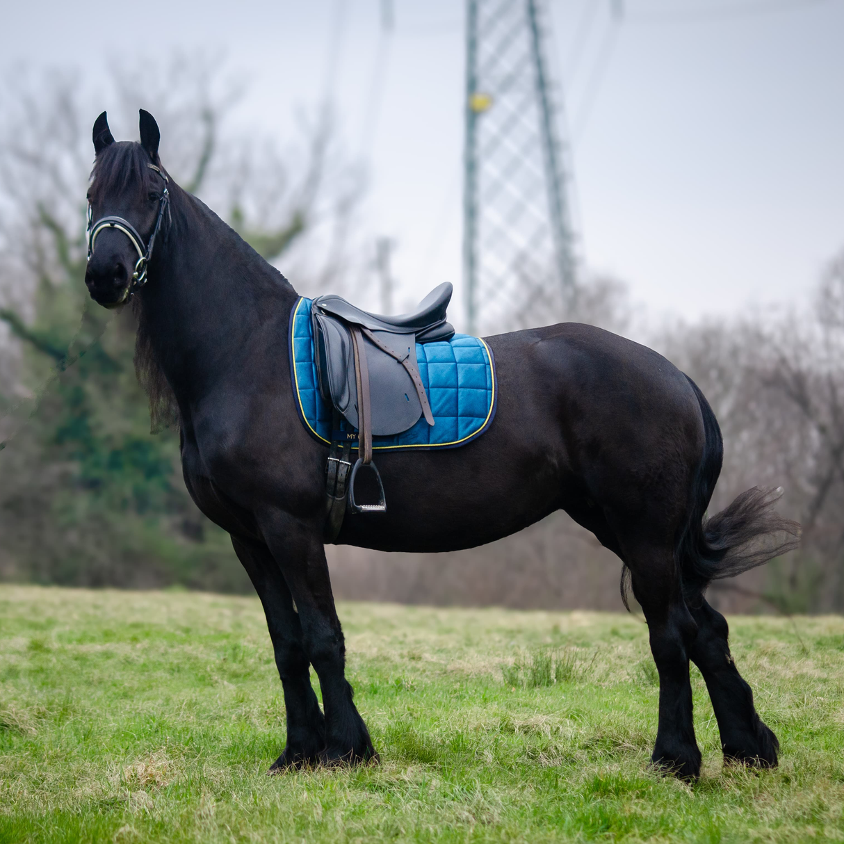 Kit sottosella da salto/dressage IO&TE + Cuffietta anti-mosche FLY AWAY