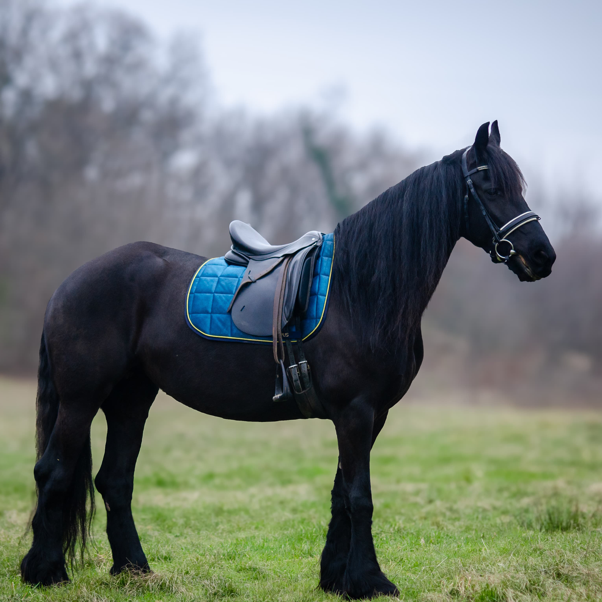 Kit sottosella da salto/dressage IO&TE + Cuffietta anti-mosche FLY AWAY