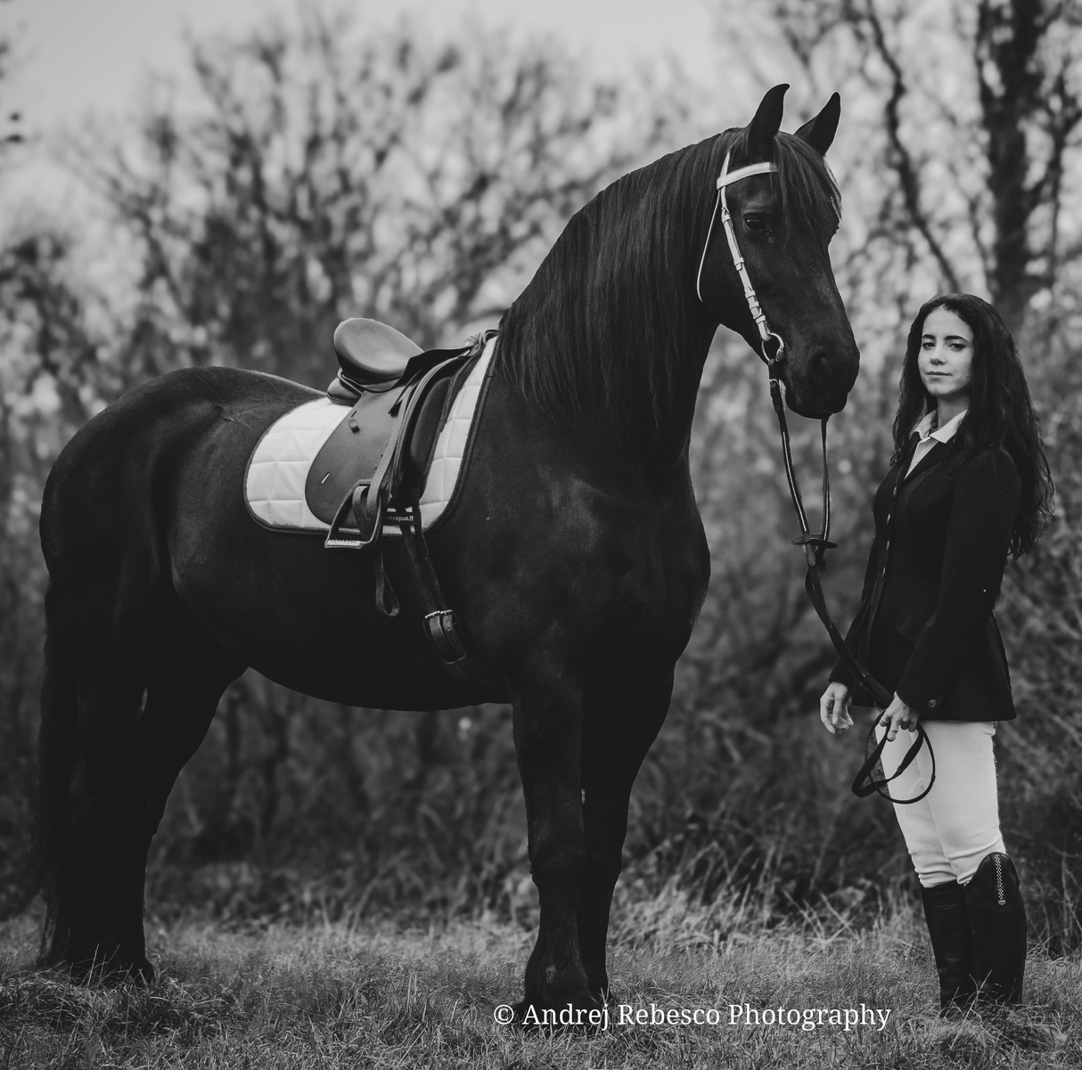 Sottosella dressage IO&TE